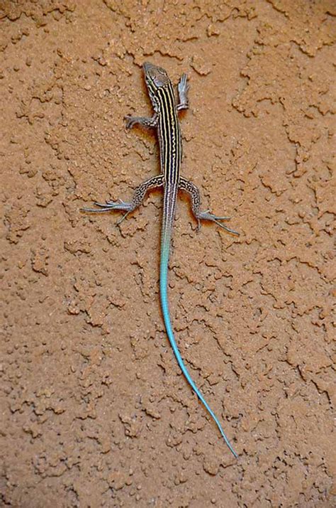 Blue Tailed Skink At Dry Land Blue Lizard Animals Blue Tail