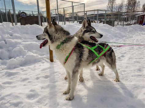 Two Siberian Husky Dogs Looks Around And Wait For The Racing Husky