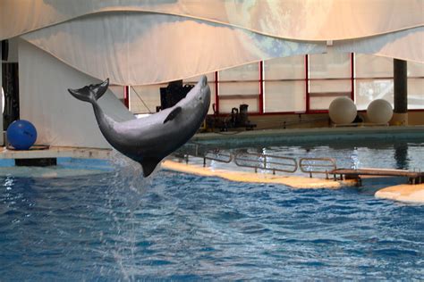 Dolphin Show National Aquarium In Baltimore Md 1212265 Photograph