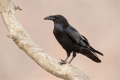 Common Raven — Madison Audubon