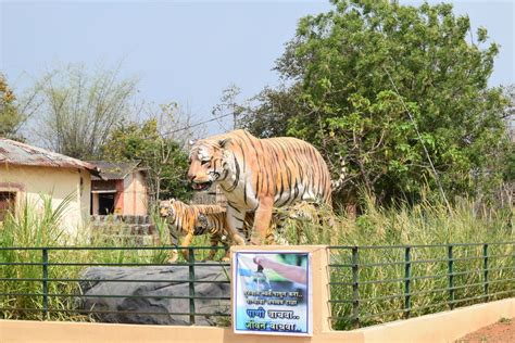 Tadoba Jungle Safari Come Meet The Tigers Tripoto