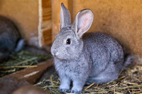 The Silver Rabbit Complete Breed Guide