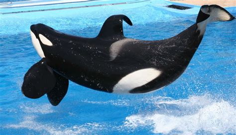 Seaworld Publishes Study On Orcas Its Totally Wrong The Dodo