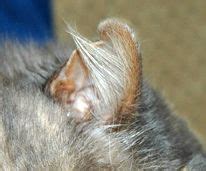 Perform a weekly exam of your cat's inner and outer ears. Tipped or Notched Ear