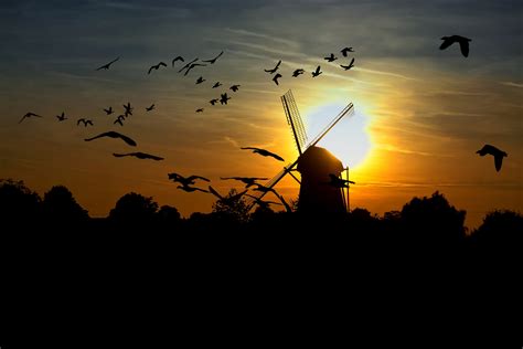 Wild Geese In The Lower Rhine Free Stock Photo Public Domain Pictures