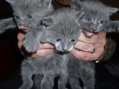 Kittens For Sale 14 Pedigree Russian Blue Mf Coventry