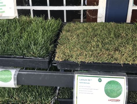 Latitude 36 Bermuda Grass Free Delivery Reviews Ratings And Pricing