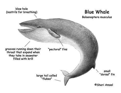 A digestive anatomy ref for baleen whale, as they have a very neat digestive tract. Anatomy Of A Blue Whale - Anatomy Drawing Diagram