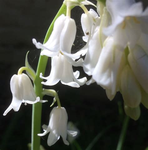 White Bell Flowers Shrub