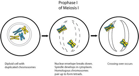 Maybe you would like to learn more about one of these? Biology: July 2010