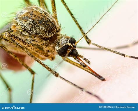 Malaria Infectious Mosquito Bite On Green Background Leishmaniasis
