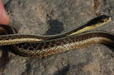 Garter snakes, a very cute snake which is kept across the globe and renown for the ease of care and just how much of a great beginner snake they are. Thamnophis sirtalis sirtalis (normal & melanistic ...