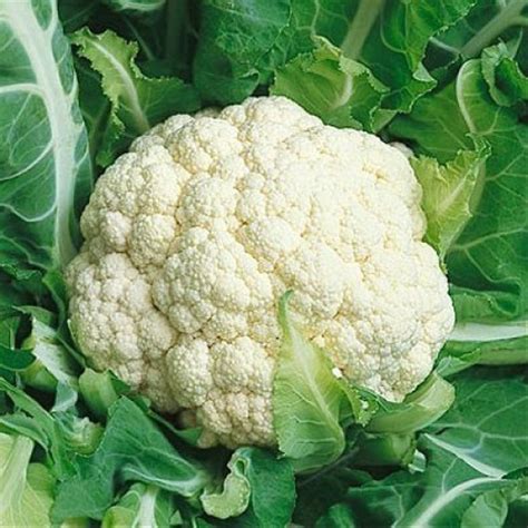 Jual Cauliflower Snowball Benih Biji Seed Sayur Kembang Kol Bunga Kol