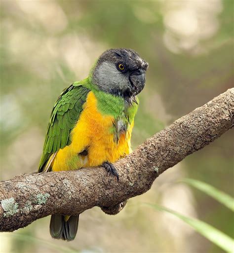 TrekNature | Senegal Parrot Photo | Senegal parrot, Cute animals, Pets