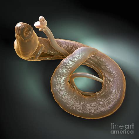 Parasitic Worm Schistosoma Photograph By Science Picture Co
