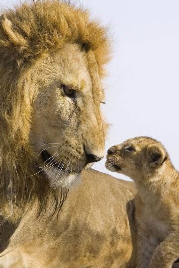 Imagenes De Leonas Con Sus Crias Y Cachorros Enamorados Imagenes Del