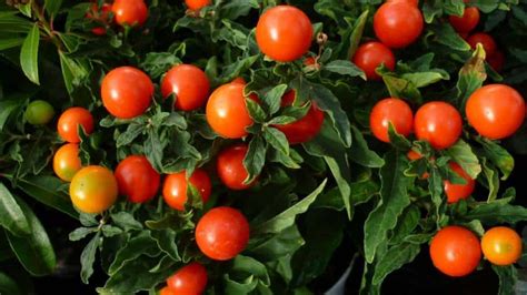 Can You Over Fertilize A Tomato Plant Gardening Mentor