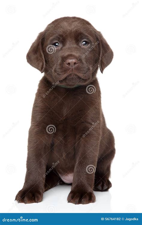 Chocolate Labrador Puppy Portrait Stock Photo Image Of Funny Studio