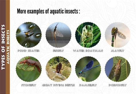 More Examples Of Aquatic Insects