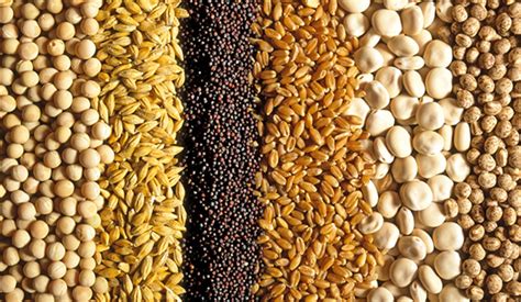 Overview About Feed Grains Feed Products Barley Grain