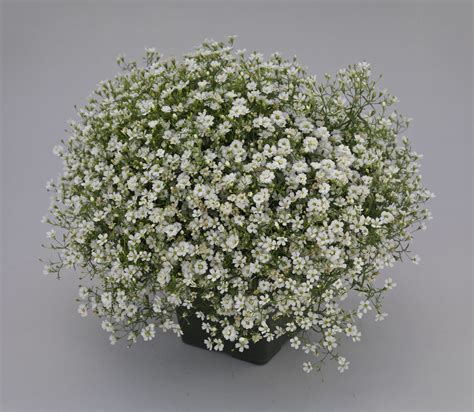 Gypsophila Gypsy White Improved All America Selections