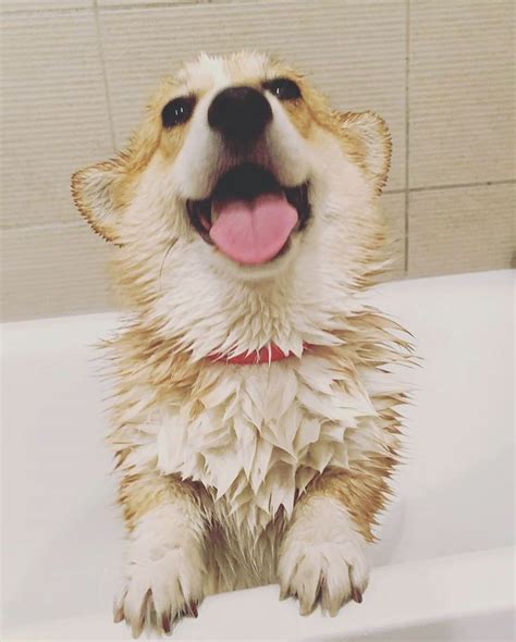 Join Our Corgi Community On Instagram “hellooo Everypawdy ️ 👫 Tag A Friend 👉 Follow Myfavcorgi