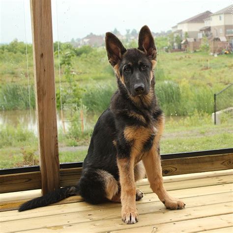 German Shepherd Puppies Ontario Canada Pets Lovers