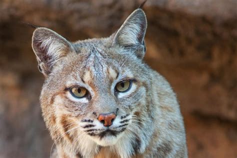 Bobcat Vs Mountain Lion The Top Predators Of North America