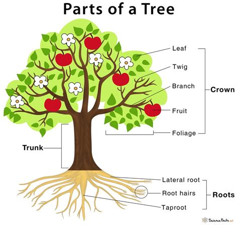 Infografis Struktur Dan Fungsi Bagian Pohon Images An Vrogue Co