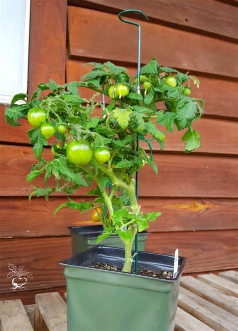 These aggressive plants choke out the garden plants you've worked so hard to grow. 5 Tips To Grow Delicious Tomatoes In Containers ...