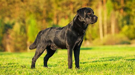 Labrador puppy food recommendations are always offered online, if you are ever confused about what to feed your puppy and what not to. Labrador Food And How To Feed a Labrador - A Complete Guide