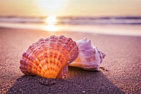 How To Find Perfect Shells