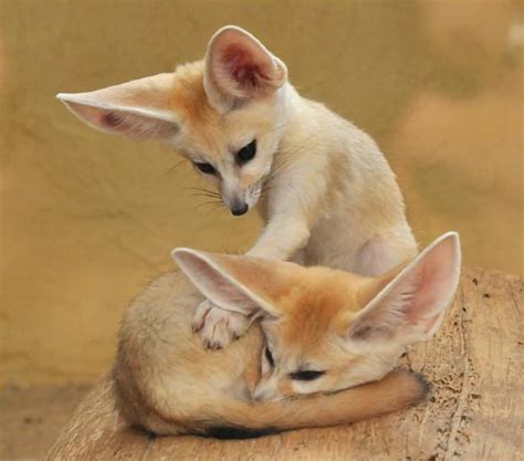 Fennec Fox The Smallest Canid