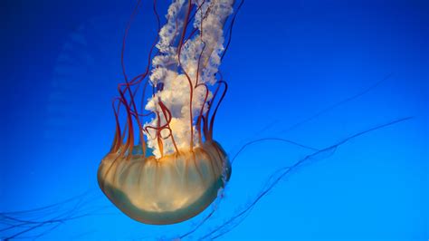 Download Wallpaper 2560x1440 Jellyfish Tentacles