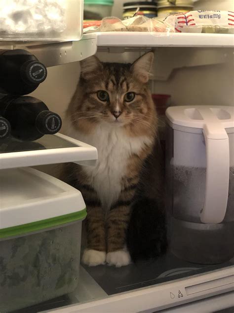 Every Time I Open The Fridge Rcats