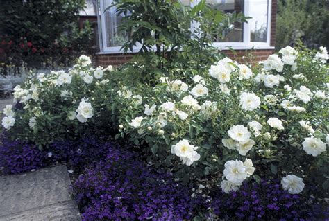 April Flower Carpet White The New Zealand Rose Society