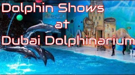 Dolphin And Seal Show At Dubai Dolphinarium Dubai Creek Park Dubai