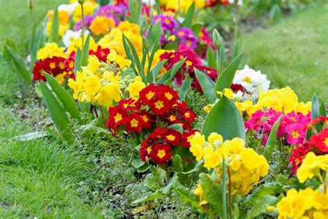 Types Of Primulas For Your Garden Primroses