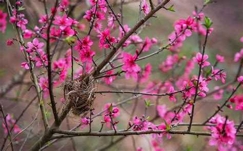 Flowers In Vietnam 8 Things You Want To Know Vietnam Travel