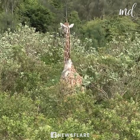 wildlife officials remove tire stuck around giraffe s neck 🦒 tire wildlife neck wildlife