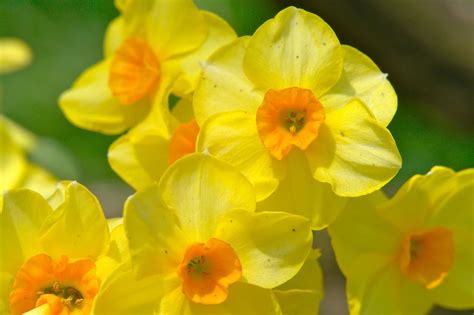 Nwgardens Spring Daffodils