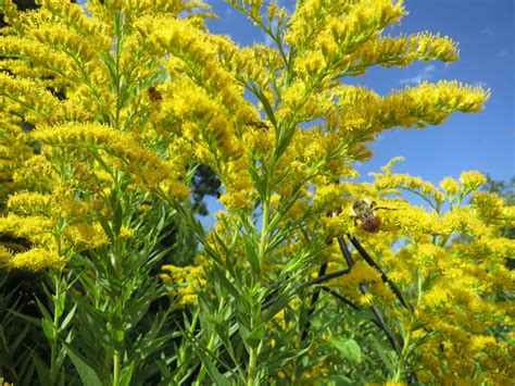 Native Plants Goldenrod In Pots