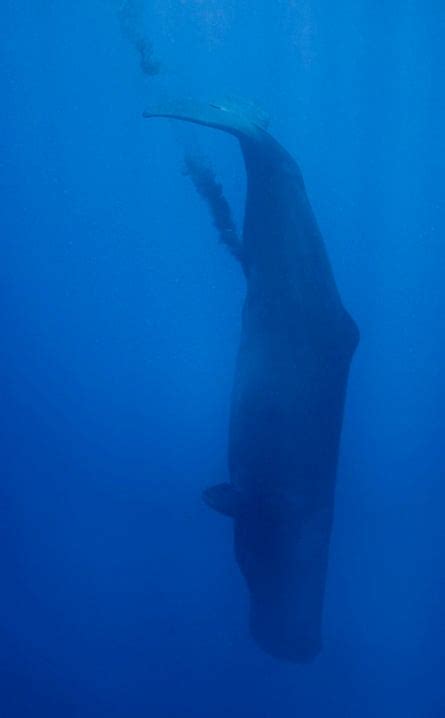 Why Whale Poo Could Be The Secret To Reversing The Effects Of Climate