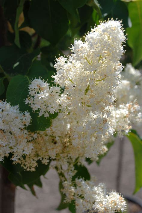 Lilac Tree Ivory Silk Japanese For Sale In Boulder Colorado