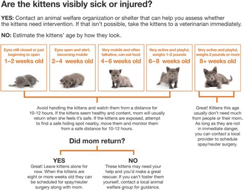 Ages Of Kittens With Pictures Citrontrend