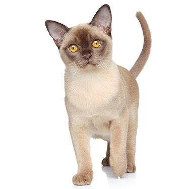 Goldlay burmese birmans and singapuras breeder since 1976 in the uk. Cat Breeders Near Me - Cat Kingpin