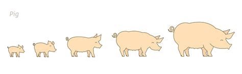 Pig Farm Breeding Pigs Set Stages Of Pig Growth Pork Production Cattle