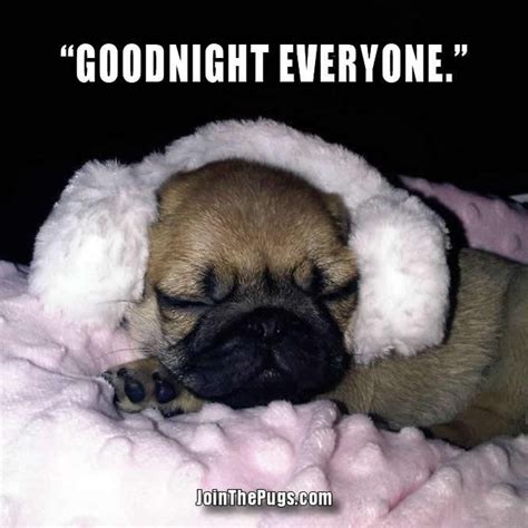 Goodnight Everyone Cute Pugs Pugs Funny Pugs