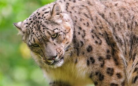 Wallpaper Snow Leopard Face Predator Hd Widescreen