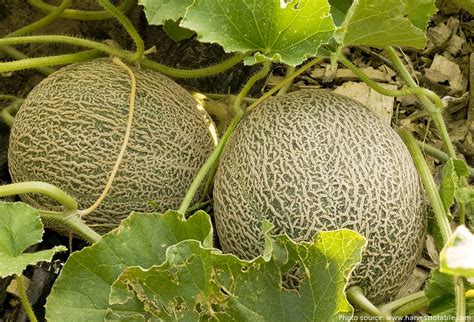 Interesting Facts About Melons Just Fun Facts